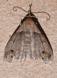 Ambiguous Litter Moth